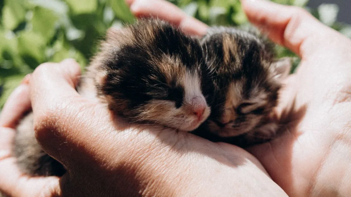 Eskişehir'de çöpe atılan yavru kedi son anda kurtarıldı