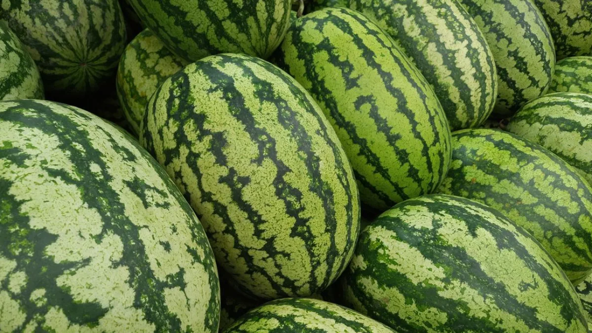 Afyonkarahisar'da hayırseverden 35 ton karpuz yardımı