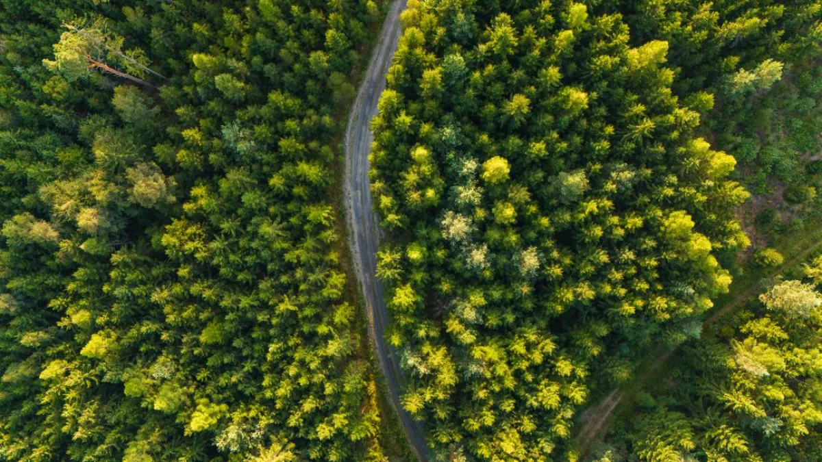 Kumların Yol Almasına Karşı Ağaçlandırma Çalışmaları Devam Ediyor