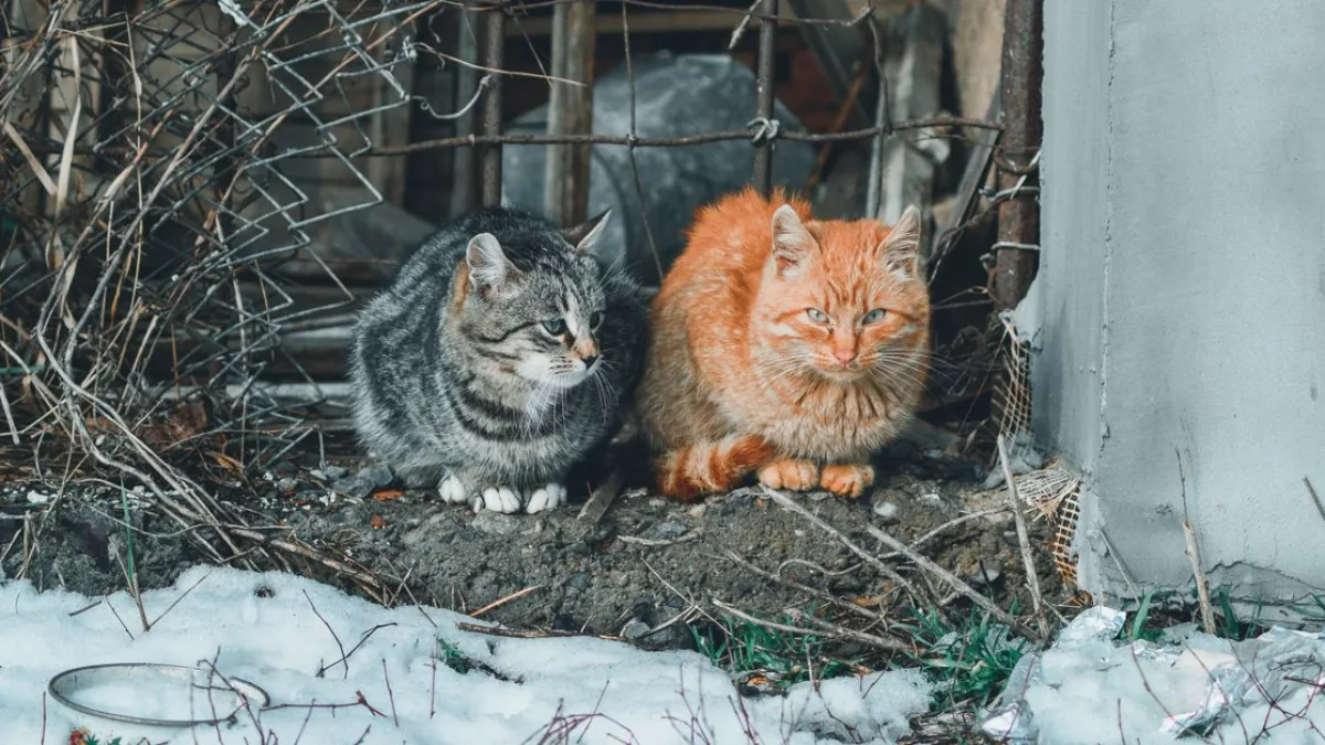 Uzun Süre Kaçan Kedi Nihayet Yakalandı